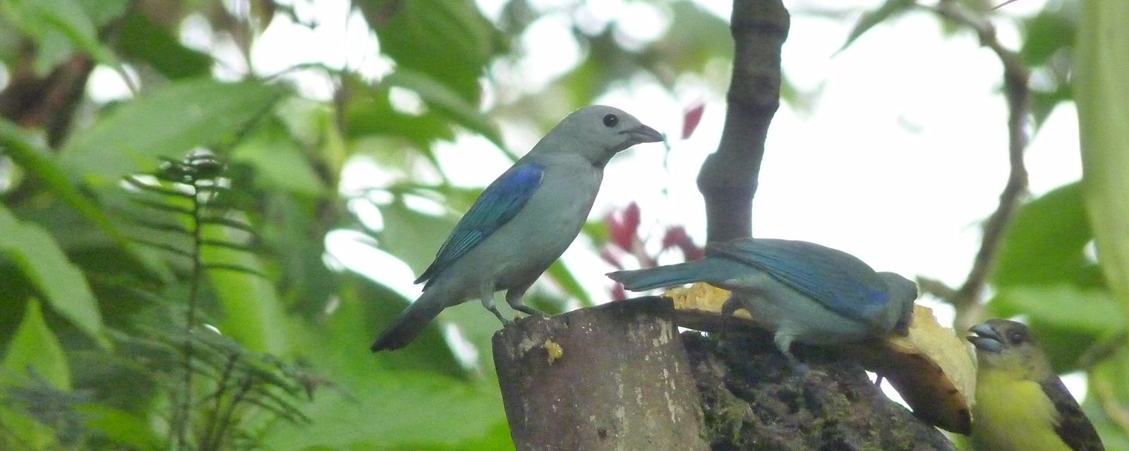 Blue-grey tanager in exhibit