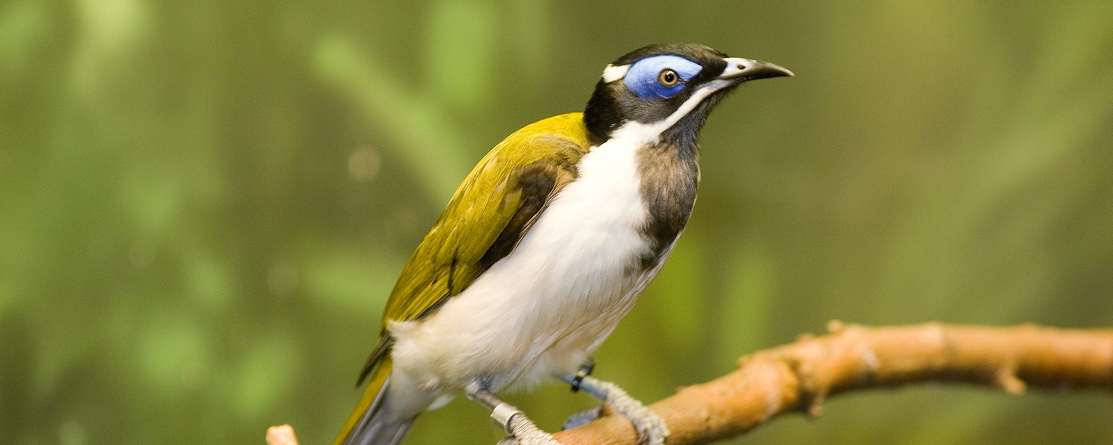 Blue-faced honeyeater in exhibit