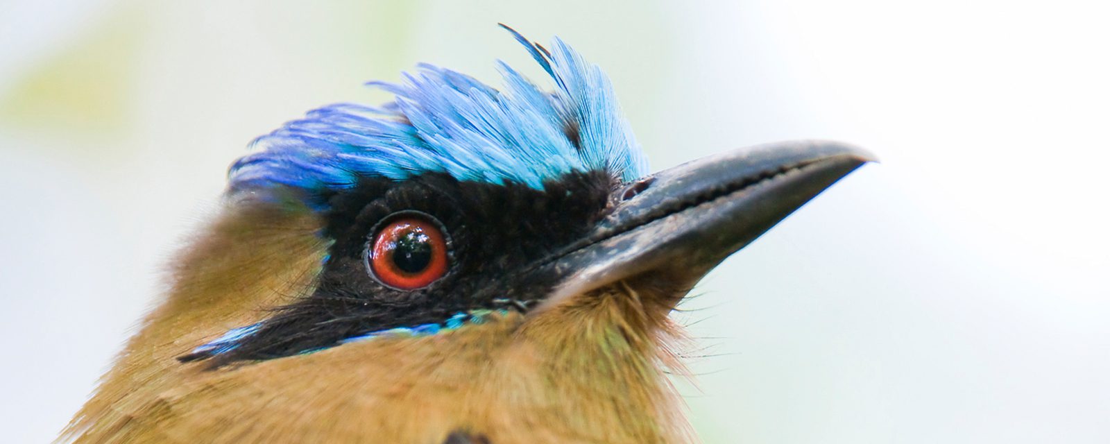 Blue-crowned motmot in exhibit