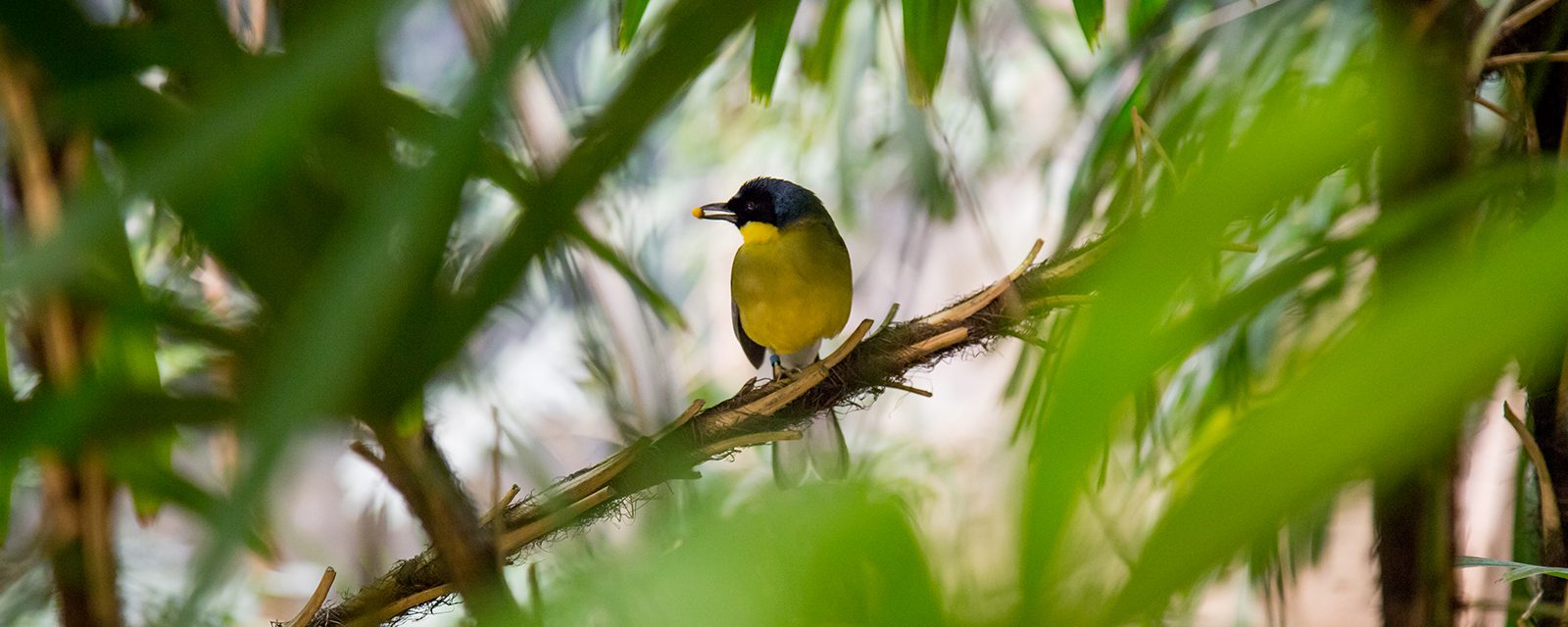 Blue-crowned laughingthrush in exhibit