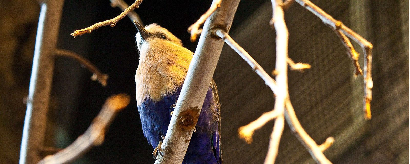 Blue-bellied roller in exhibit