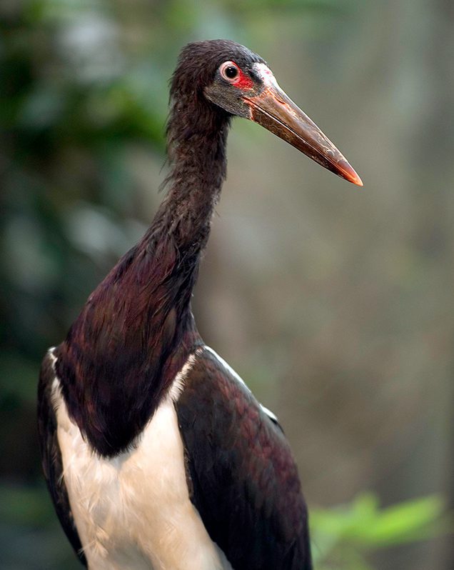 Abdim's stork in exhibit