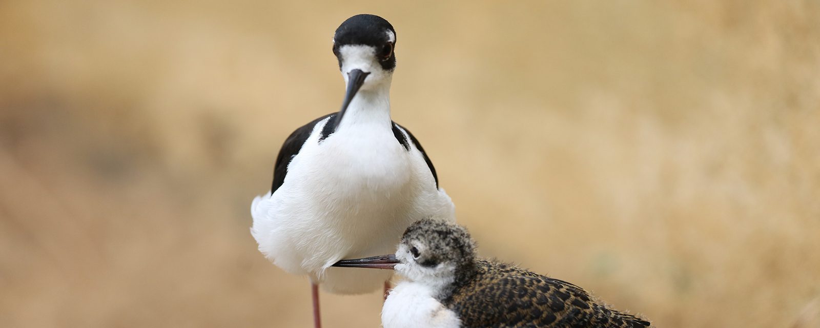 Black-necked stilt in exhibit