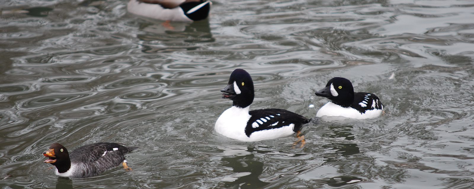 Barrow's goldeneye in exhibit