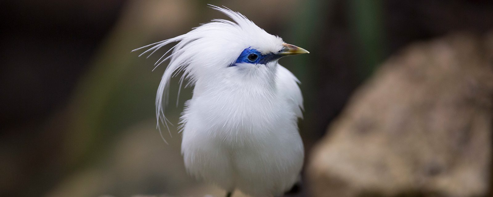 Bali myna in exhibit