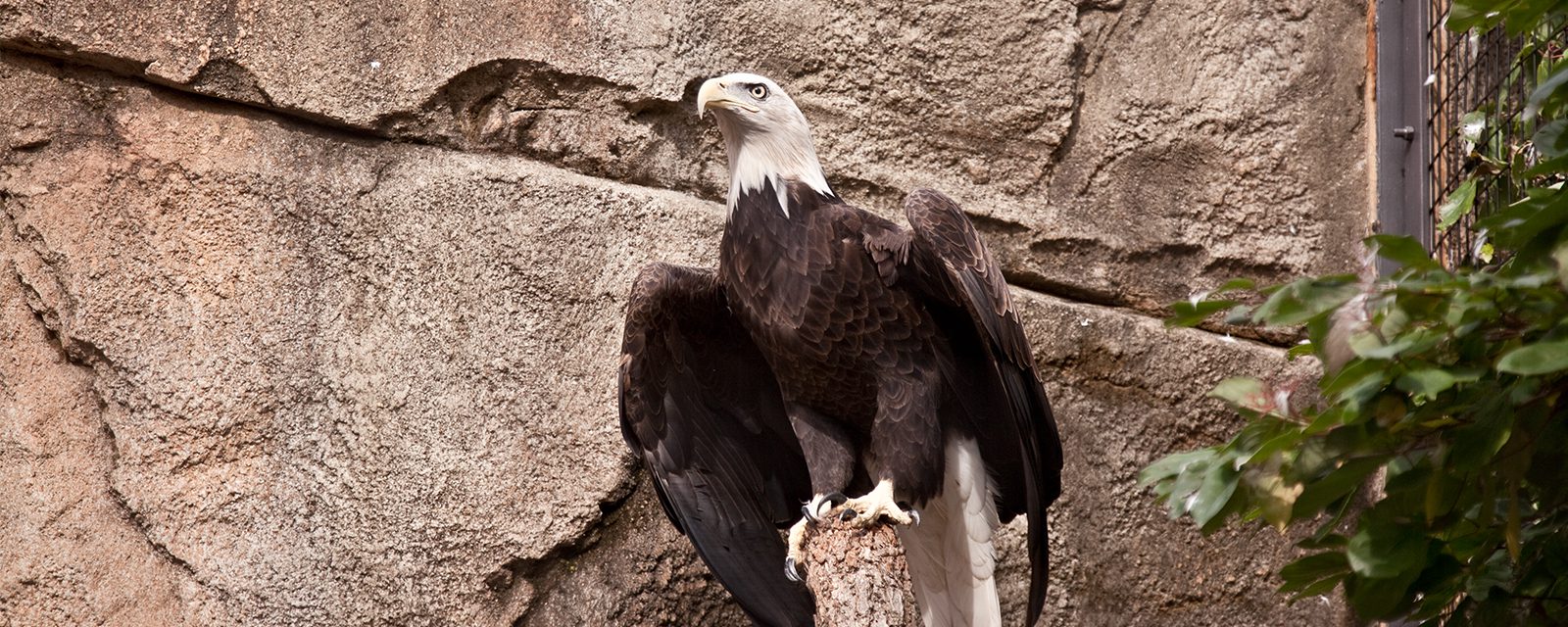 Bald eagle in exhibit