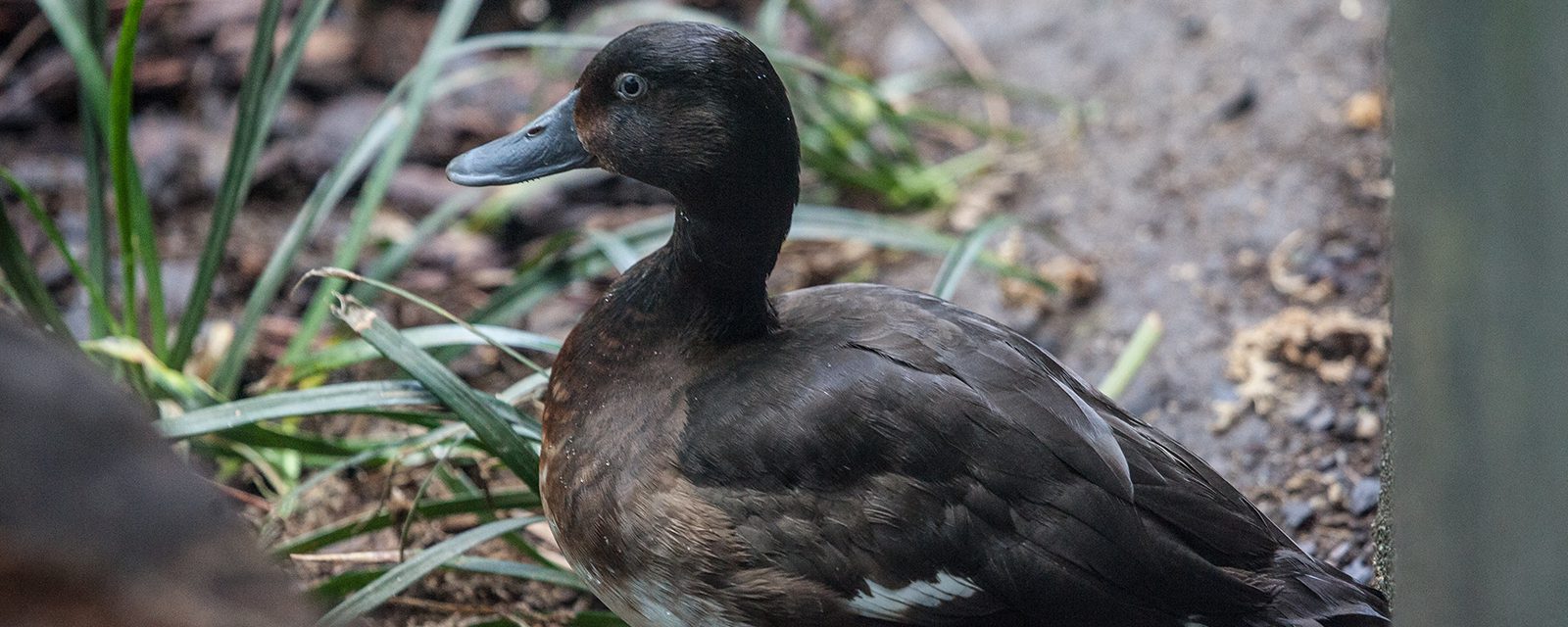 Baer's pochard in exhibit