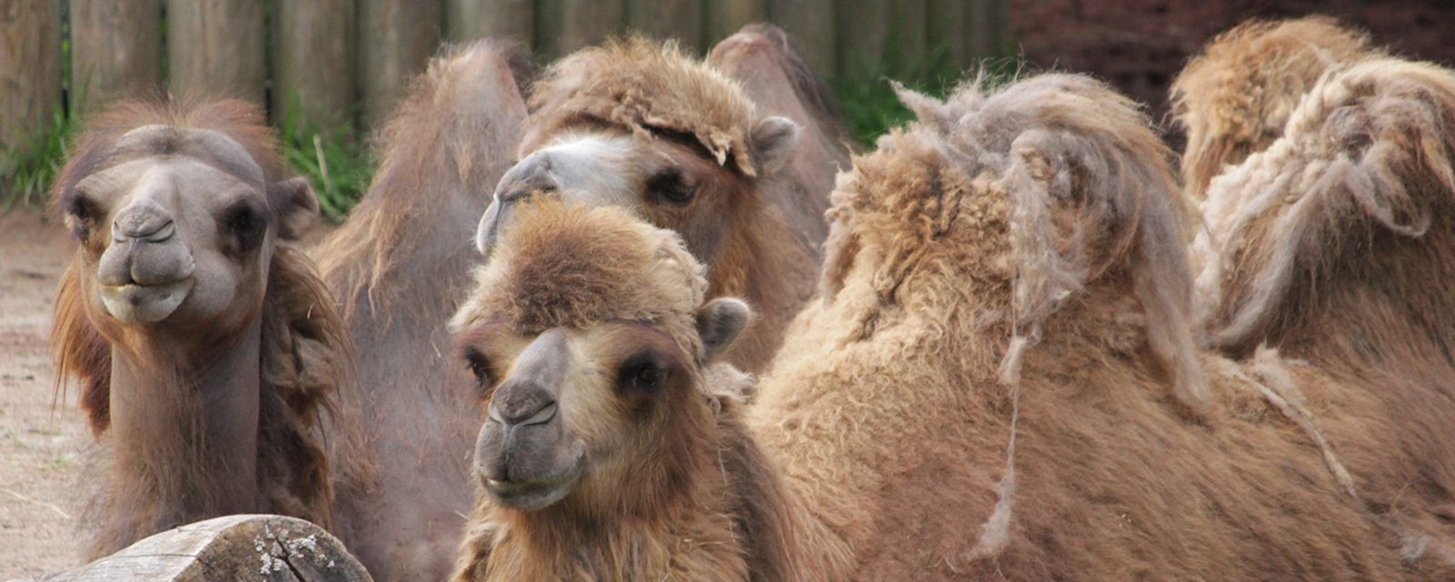 Bactrian camel in exhibit