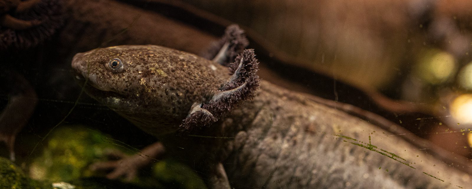 Axolotl in exhibit
