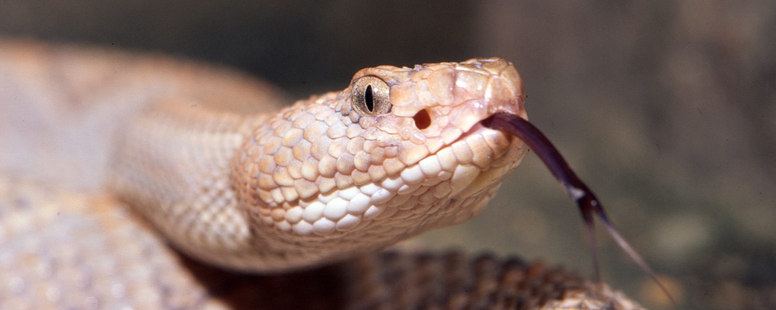 Aruba island rattlesnake in exhibit