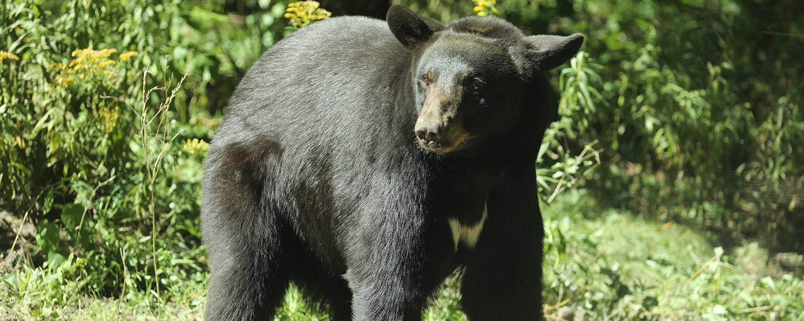 American black bear in exhibit