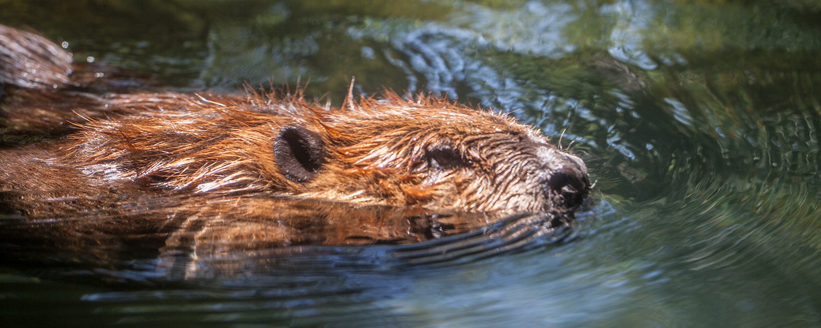 American beaver in exhibit