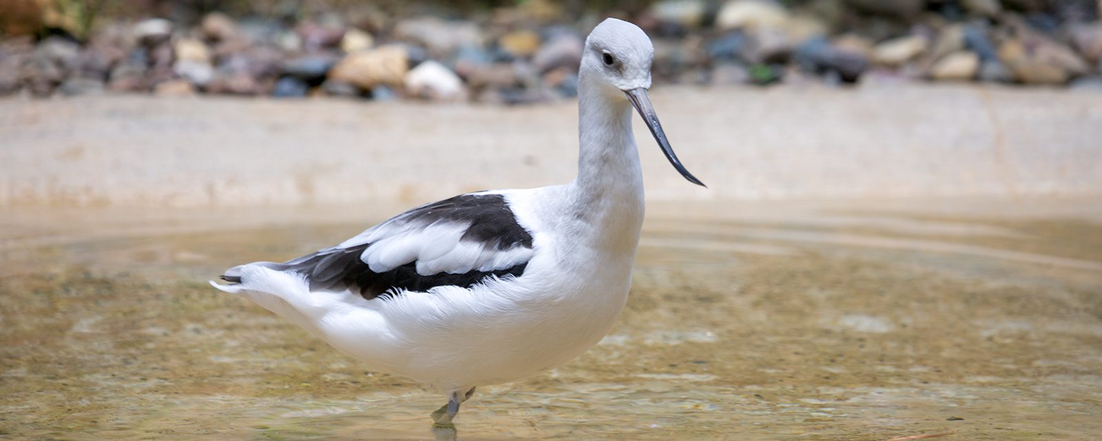 American avocet in exhibit