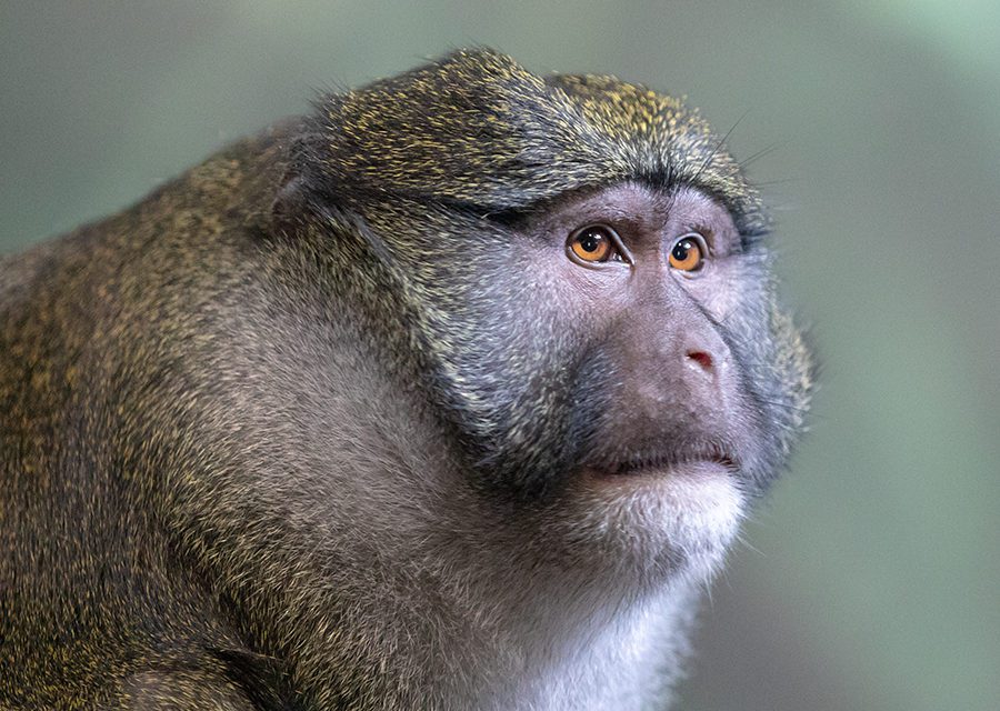 Allen's swamp monkey in exhibit