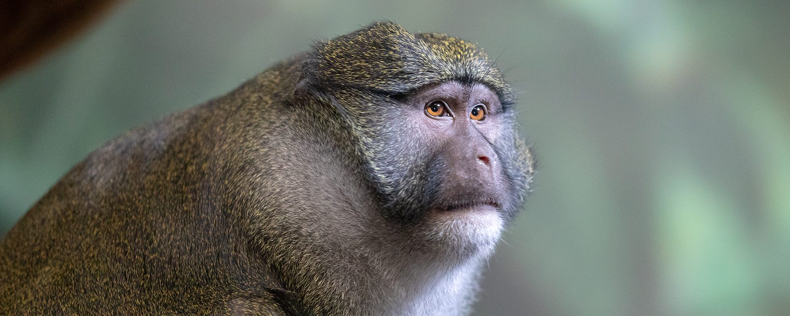 Allen's swamp monkey  Smithsonian's National Zoo and Conservation Biology  Institute