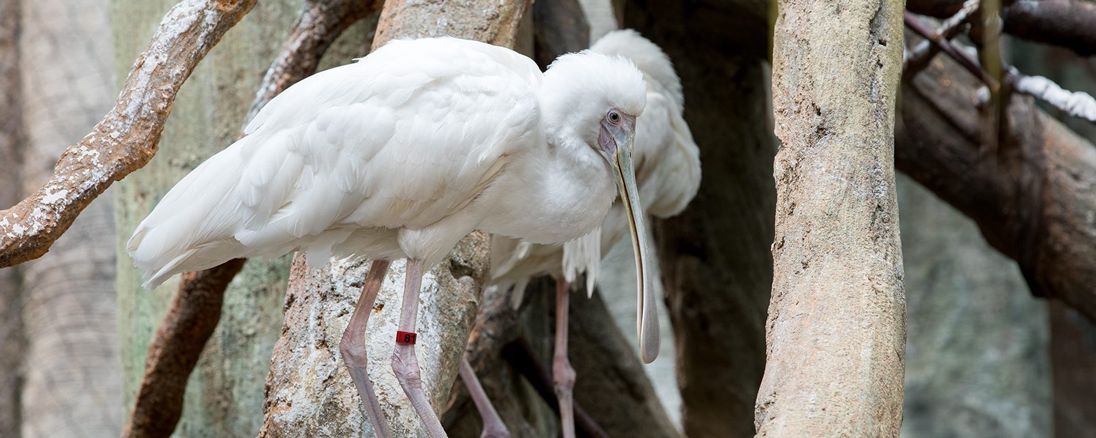 African spoonbill in exhibit