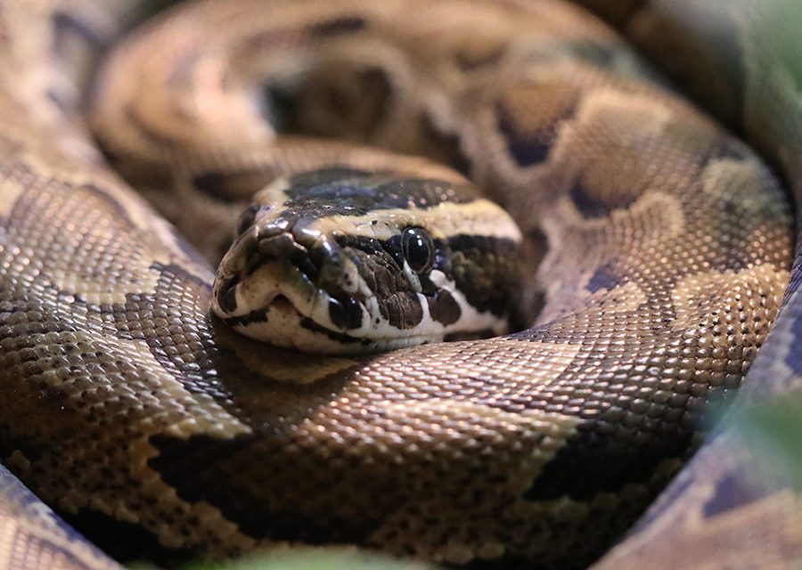 African rock python in exhibit