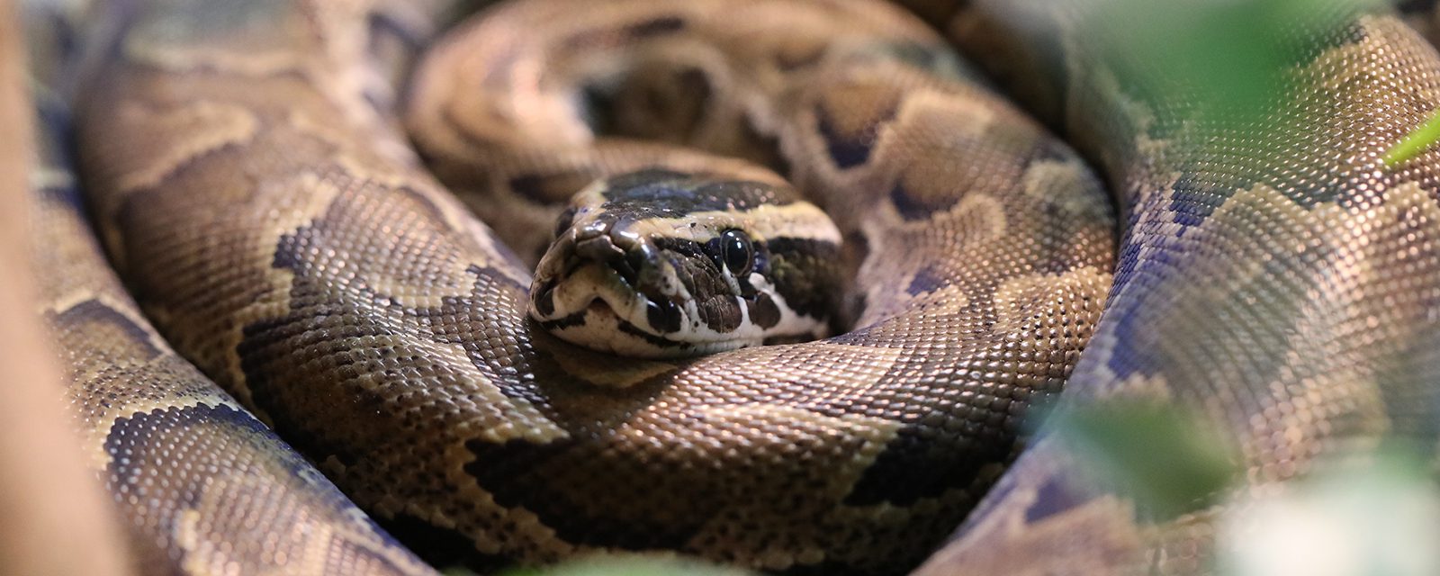 African rock python in exhibit