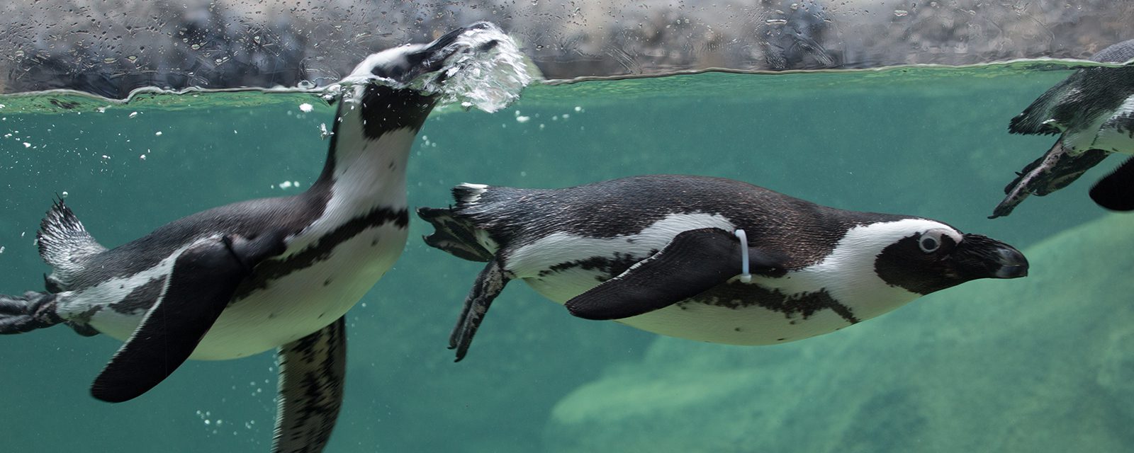 African Penguin  Lincoln Park Zoo