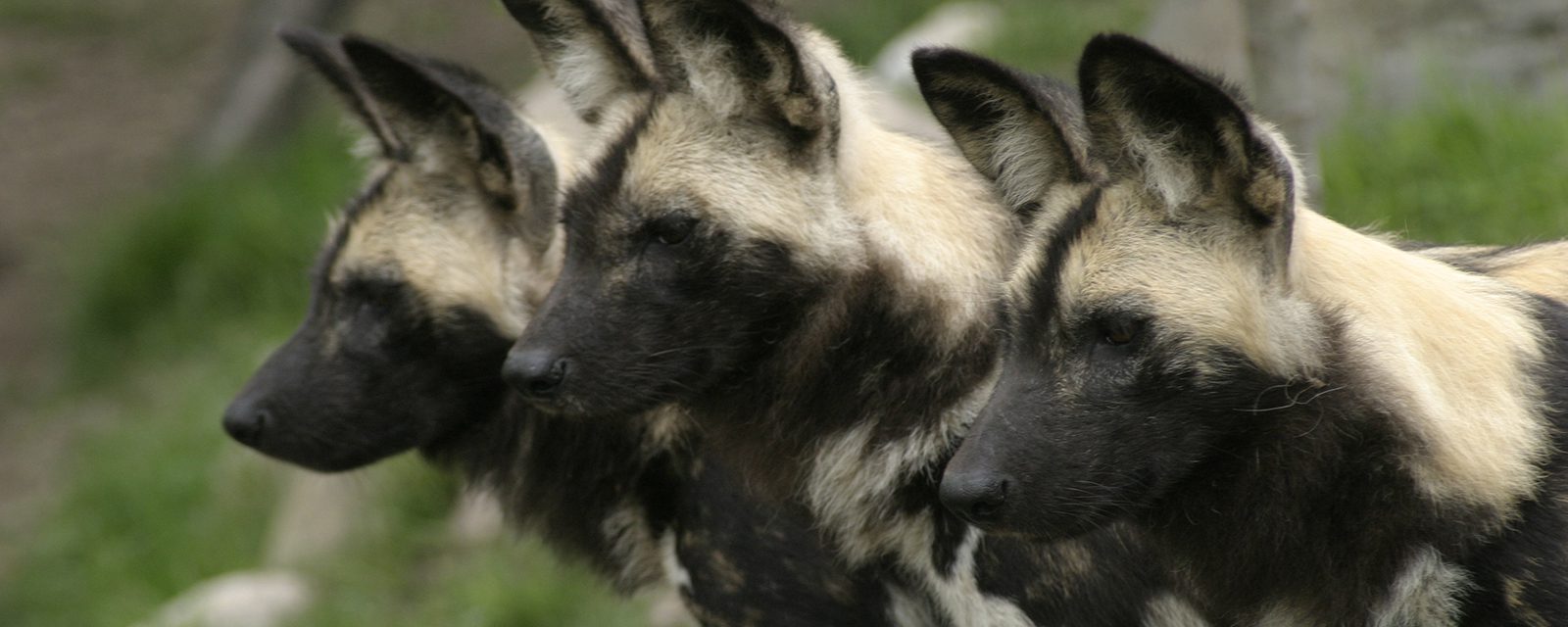 African painted dog in exhibit