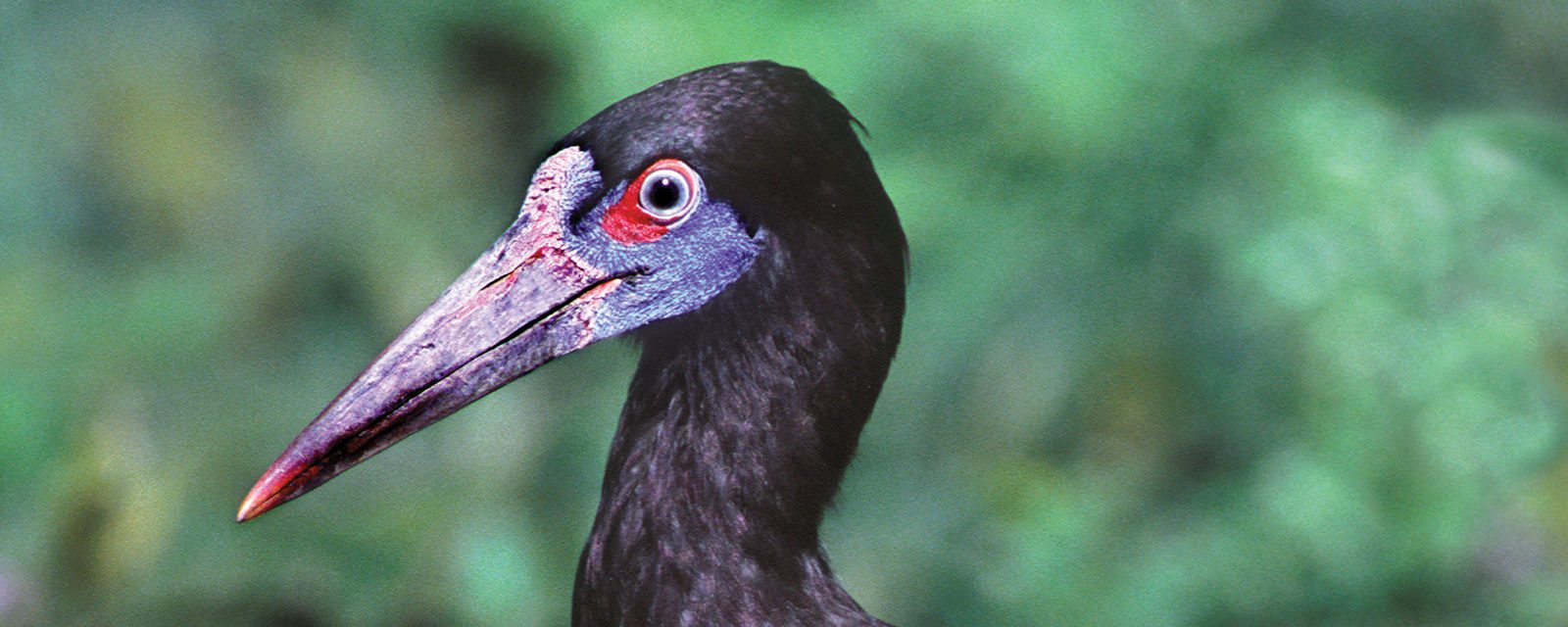 Adbdim's stork in exhibit