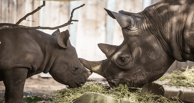 Eastern black rhino and her calf in exhibit