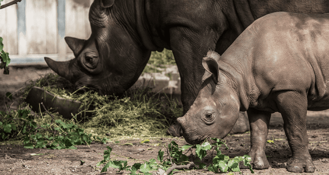 Eastern black rhino and her calf in exhibit