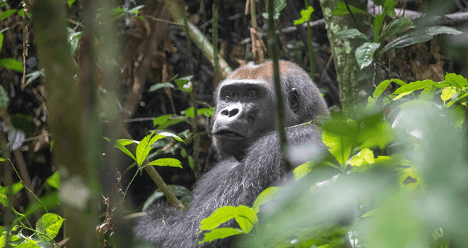 Wild western lowland gorilla