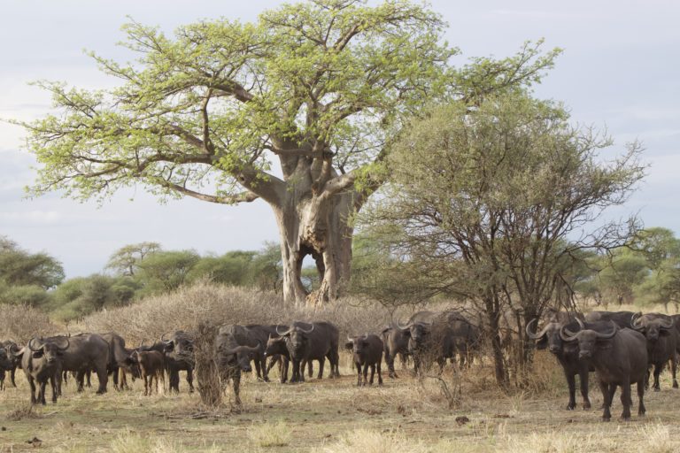 Buffalo And Baobab