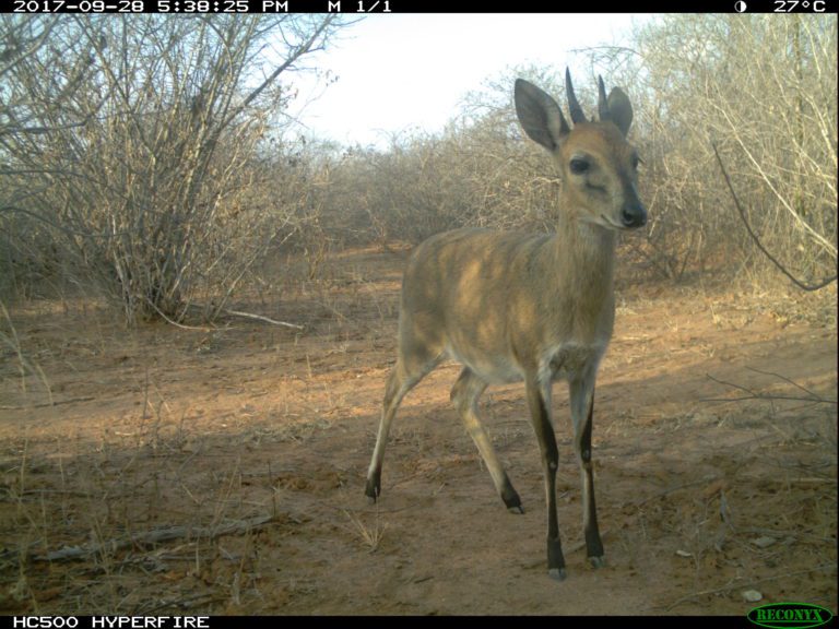 Bush Duiker