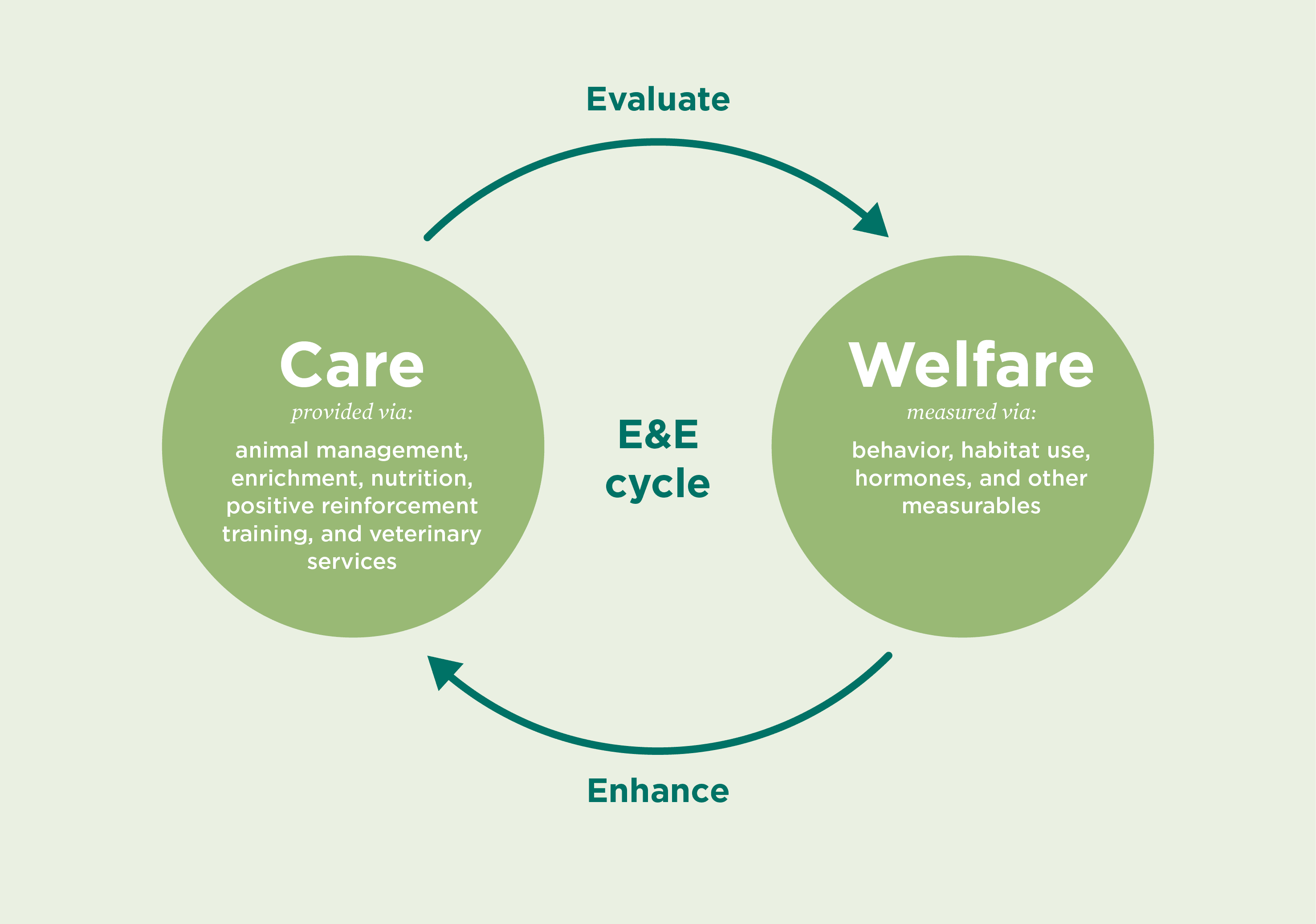 Inforgraphic explaining the relationship between animal care and animal welfare. Care is provided via animal management, enrichment, nutrition, positive reinforcement training, and veterinary services. Welfare is measured via behavior, habitat use, hormones, and other measurables.