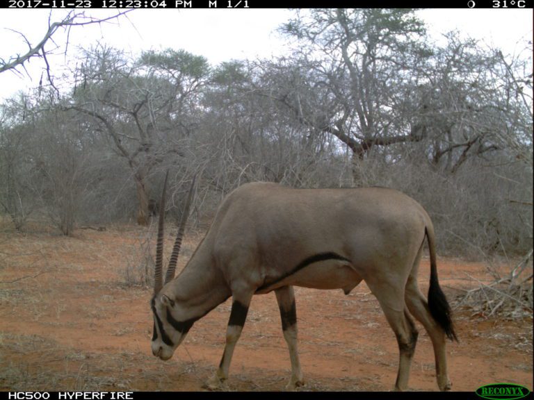 Fringe Eared Oryx