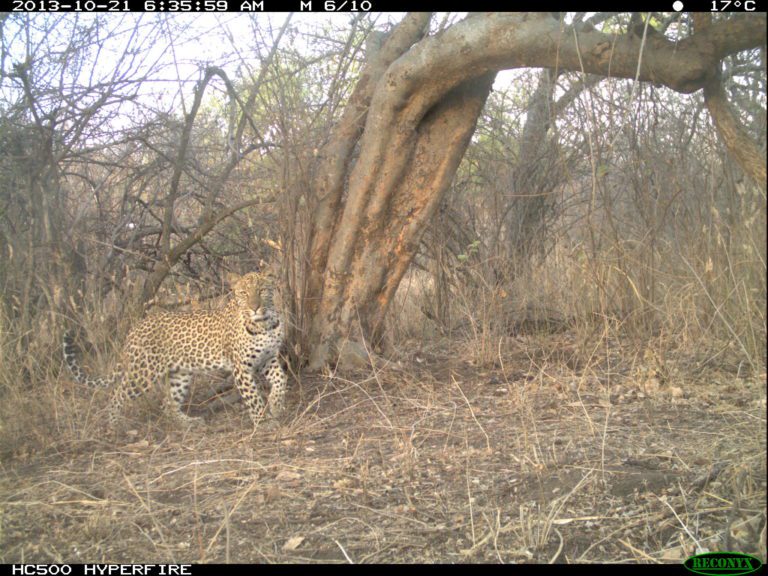 Leopard in the Serengeti 