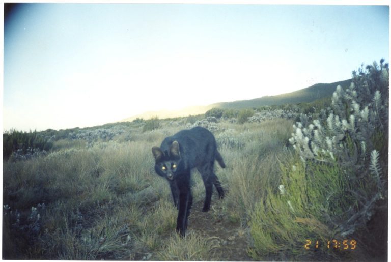 Melanistic Serval