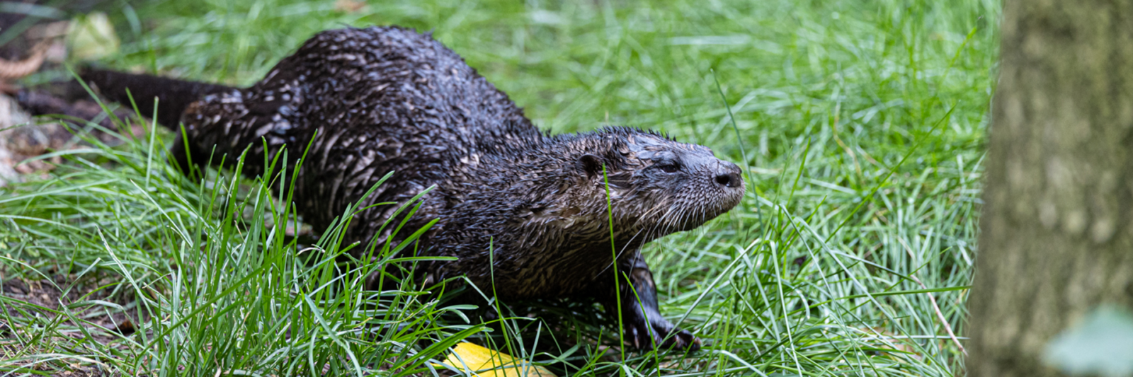 North American River Otter