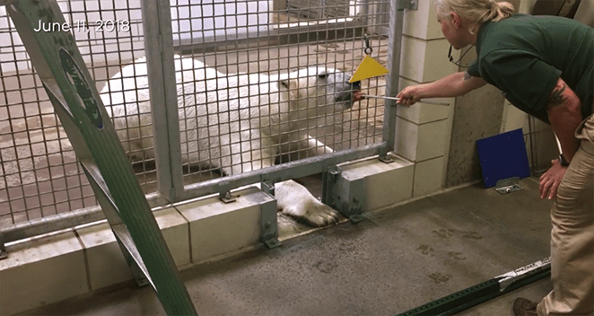 Animal Care staff working with a polar bear in exhibit