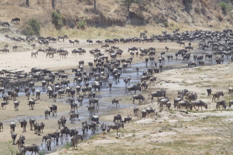 Wildebeest In Tarangire River