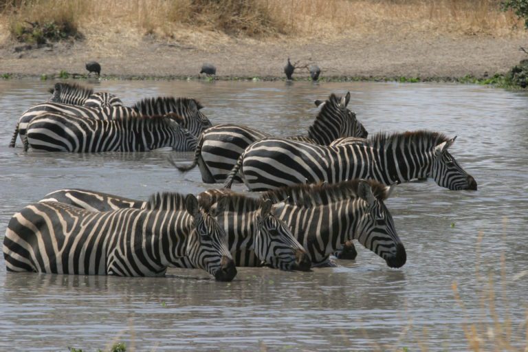 Zebras Drinking