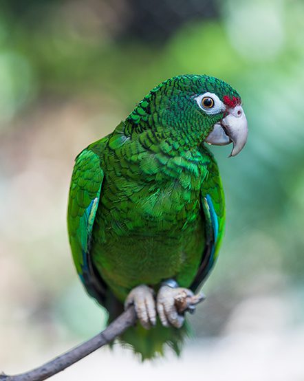 Wild Puerto Rican parrot resting on a branch