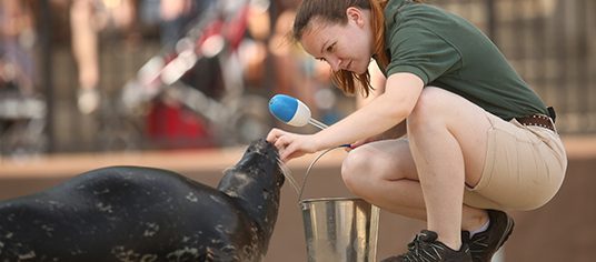 Animal Care staff working with seal