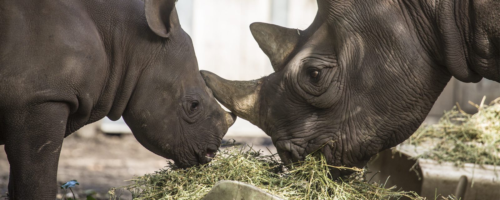 Eastern black rhino and calf in exhibit