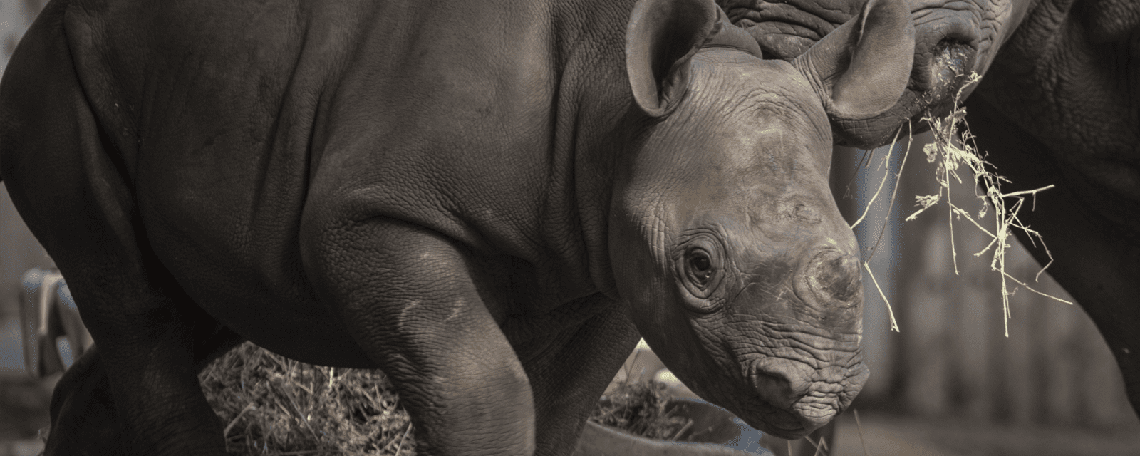 Eastern black rhinoceroses in exhibit
