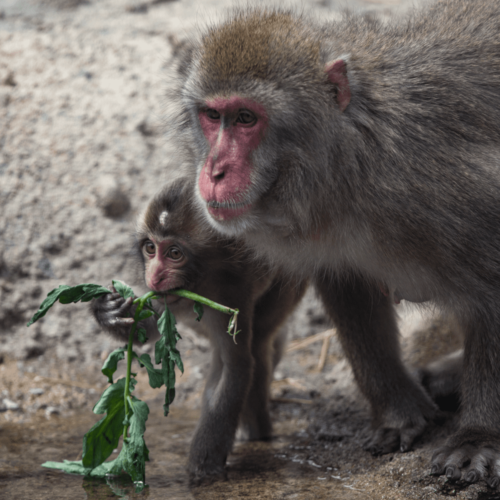 Japanese macaques in exhibit