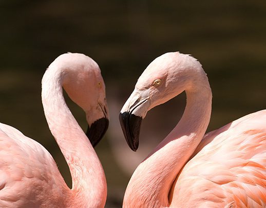 Two Chilean flamingos in exhibit