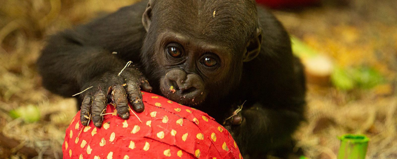 Western lowland gorilla infant bites into an enrichment item shaped like a giant strawberry