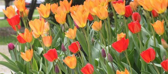 Tulips at Lincoln Park Zoo