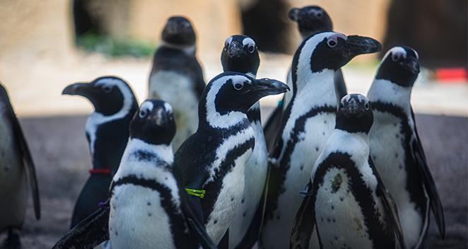 African penguins in exhibit
