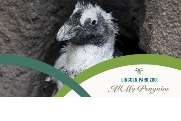 African penguin in exhibit, plus zoo branding for "All My Penguins"