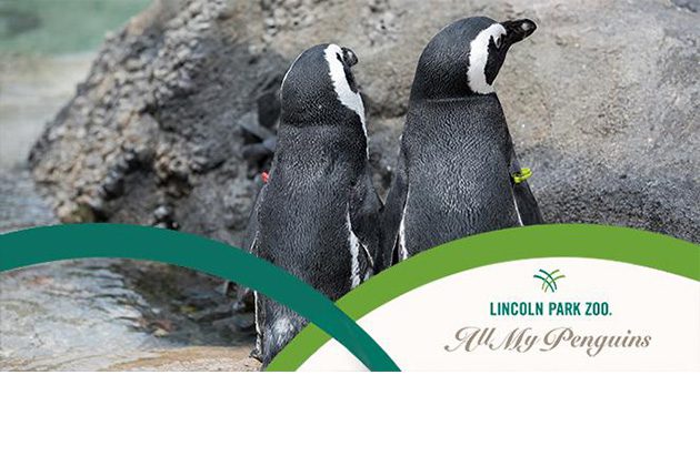 African penguins in exhibit, plus zoo branding for "All My Penguins"