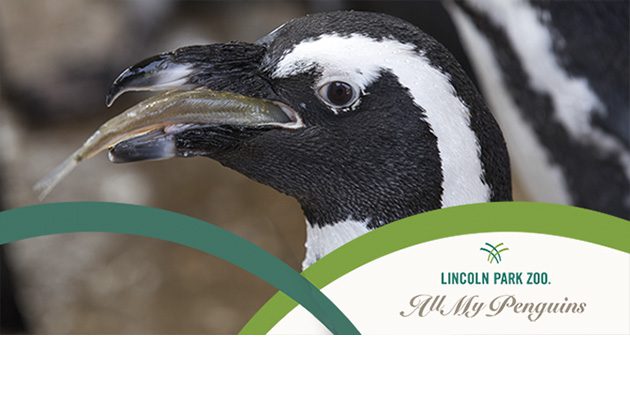 African penguins in exhibit, plus zoo branding for "All My Penguins"